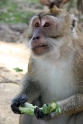 Monkey, Penanjung nature reserve, Java Pangandaran Indonesia 1